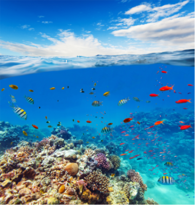 Let’s visit Australia