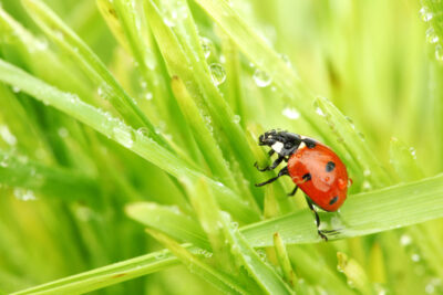 I walk in the grass