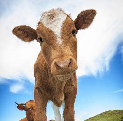 Let’s go to the farm!