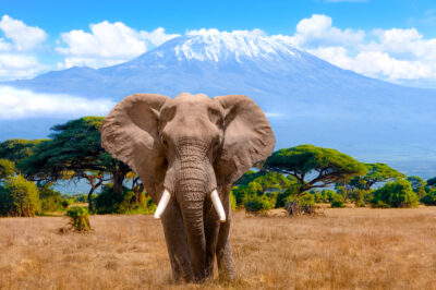 Elephant week!